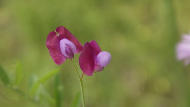Lathyrus odoratus